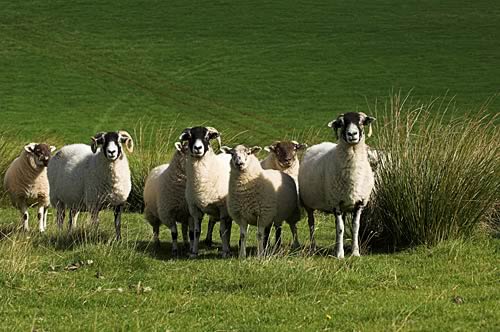 © www.farm-images.co.uk